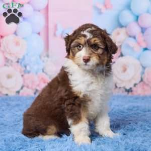 Oscar, Mini Aussiedoodle Puppy